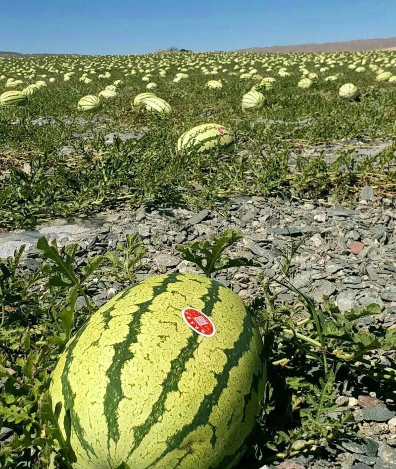 宁夏中卫西瓜金花西瓜石头瓜产地直发量大价优欢迎咨询