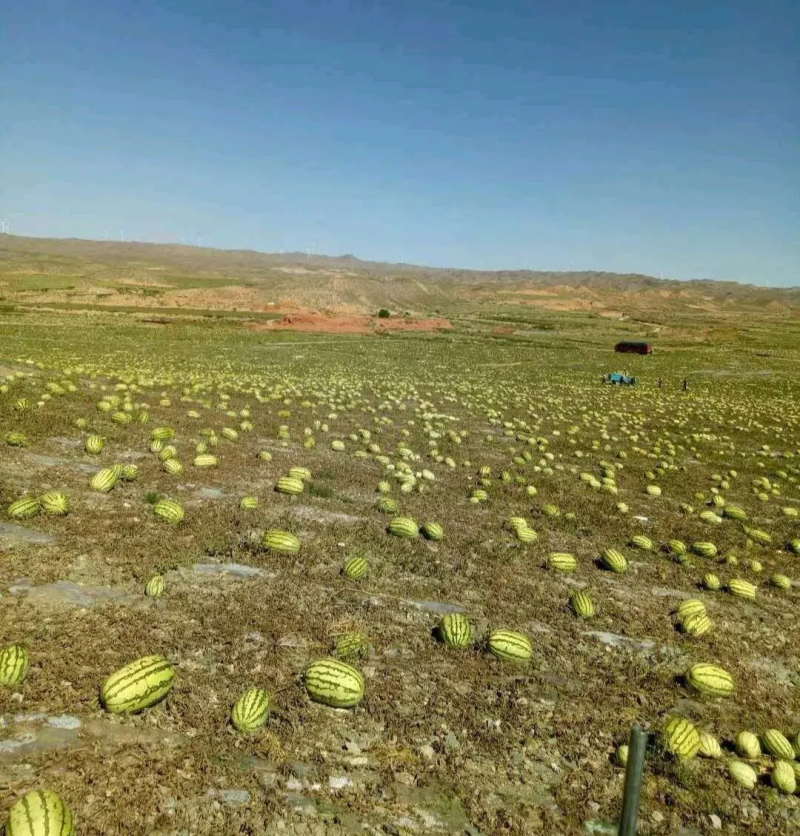 宁夏中卫西瓜金花西瓜石头瓜产地直发量大价优欢迎咨询