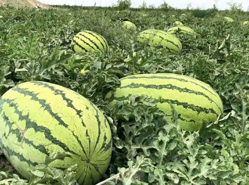 宁夏中卫西瓜金花西瓜石头瓜产地直发量大价优欢迎咨询
