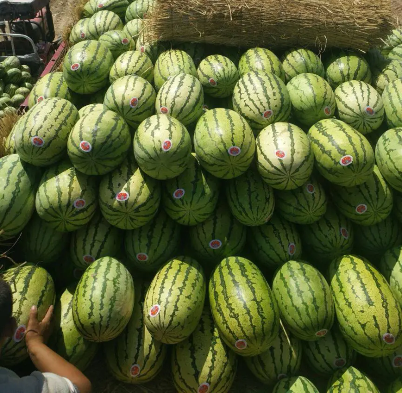 宁夏中卫西瓜金花西瓜石头瓜产地直发量大价优欢迎咨询