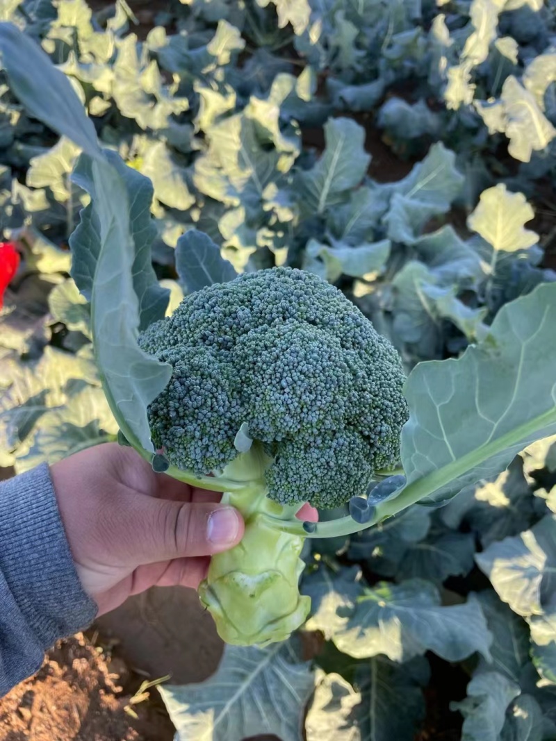 炎秀寒热西兰花种子日本坂田青花菜花椰菜西兰花10万粒