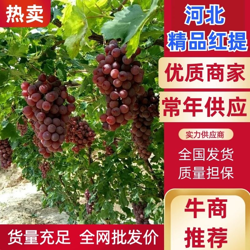 红提河北红提1~2斤产地直发量大价优欢迎咨询