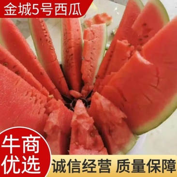 山西忻州西瓜大量上市欢迎新老顾客前来考察合作