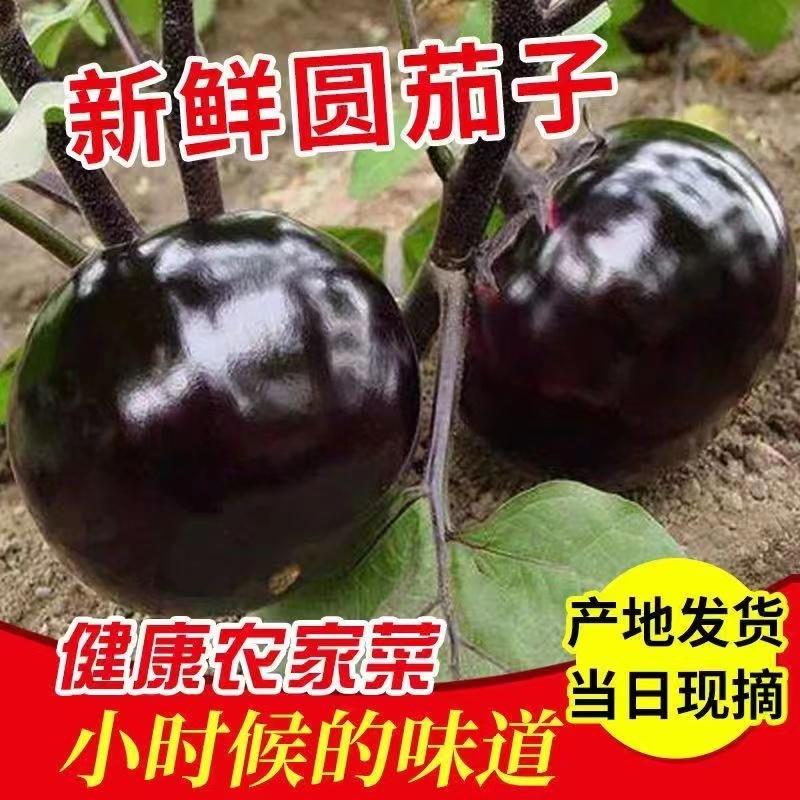 【实力商家】精品圆茄紫光圆茄品质优价格便宜量大从优