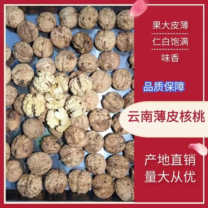 2025年云南薄皮麻子核桃顺色大果原产基地直发
