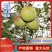 2025年云南青皮核桃新鲜核桃子果大皮薄仁味香肉厚