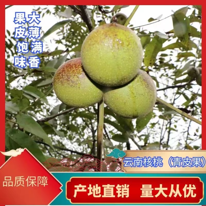 2025年云南青皮核桃新鲜核桃子果大皮薄仁味香肉厚
