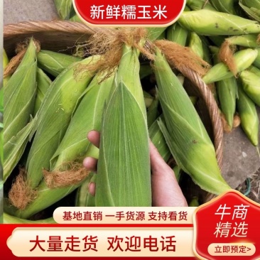 万糯玉米大量上市，甜糯玉米，颗粒饱满棒子大，产地直供欢迎