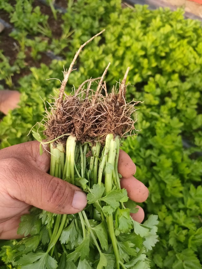 芹菜苗，品种多，价格低。常年供货，一手货源保成活率，