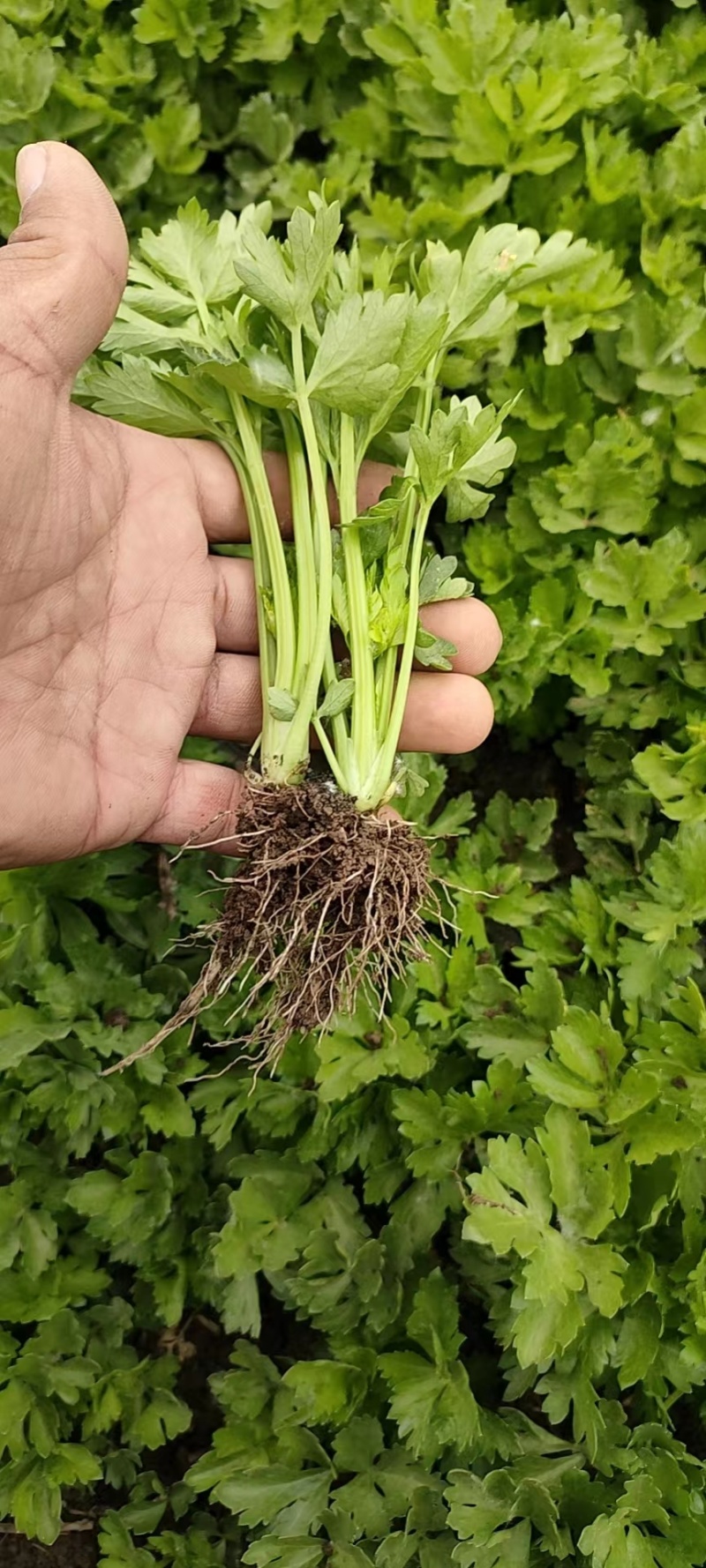 芹菜苗，品种多，价格低。常年供货，一手货源保成活率，