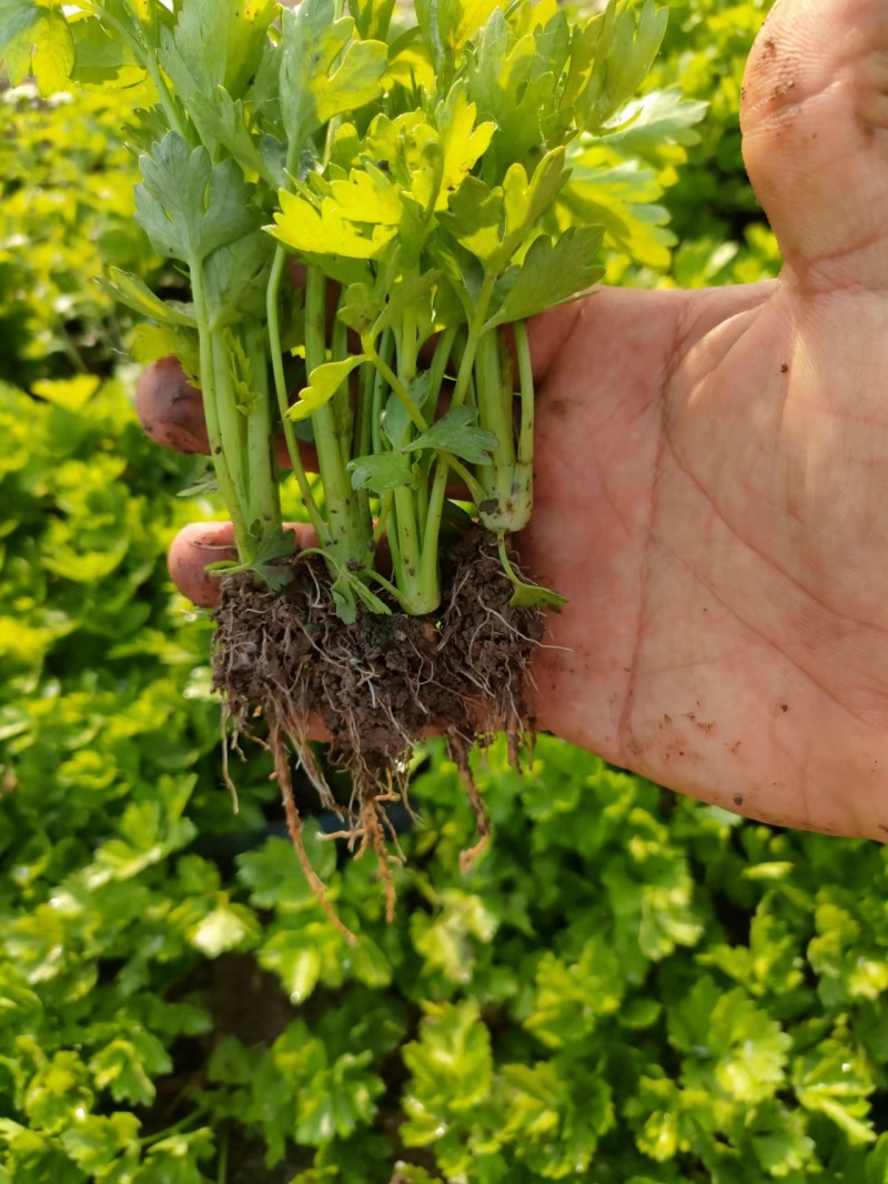 芹菜苗，品种多，价格低。常年供货，一手货源保成活率，
