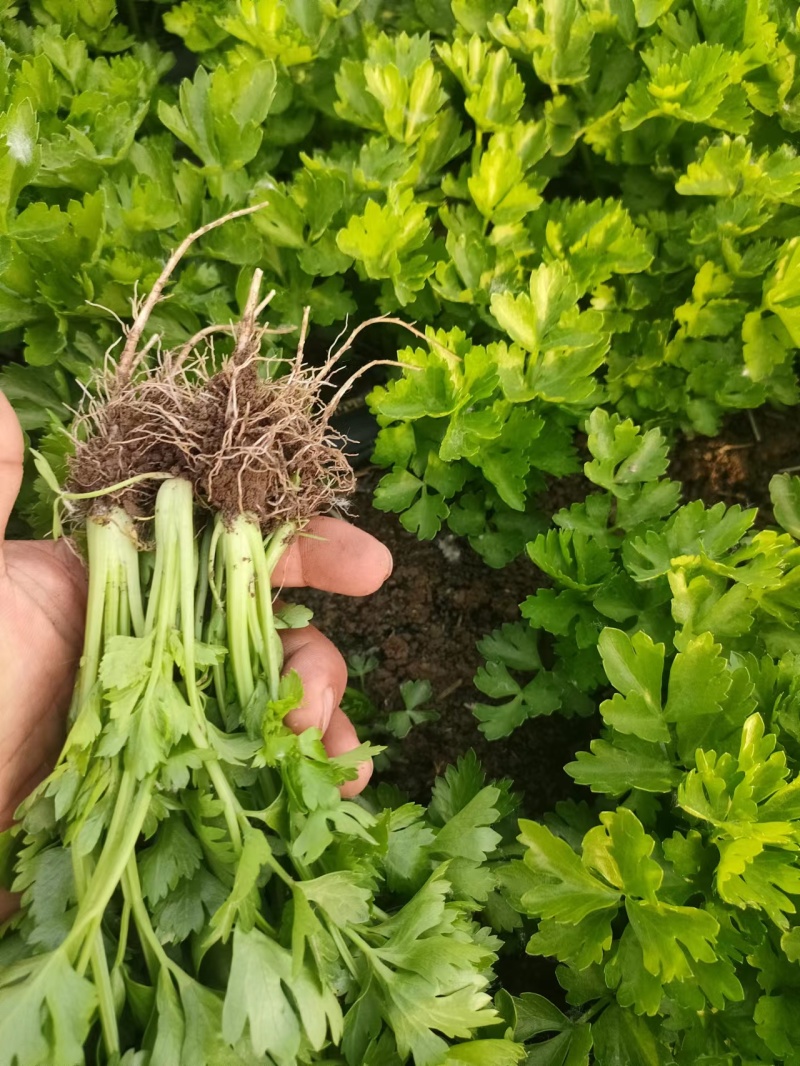 芹菜苗，品种多，价格低。常年供货，一手货源保成活率，