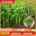 芹菜苗，品种多，价格低。常年供货，一手货源保成活率，
