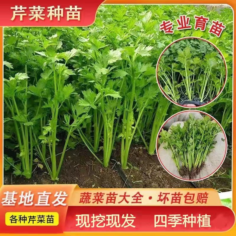 芹菜苗，品种多，价格低。常年供货，一手货源保成活率，