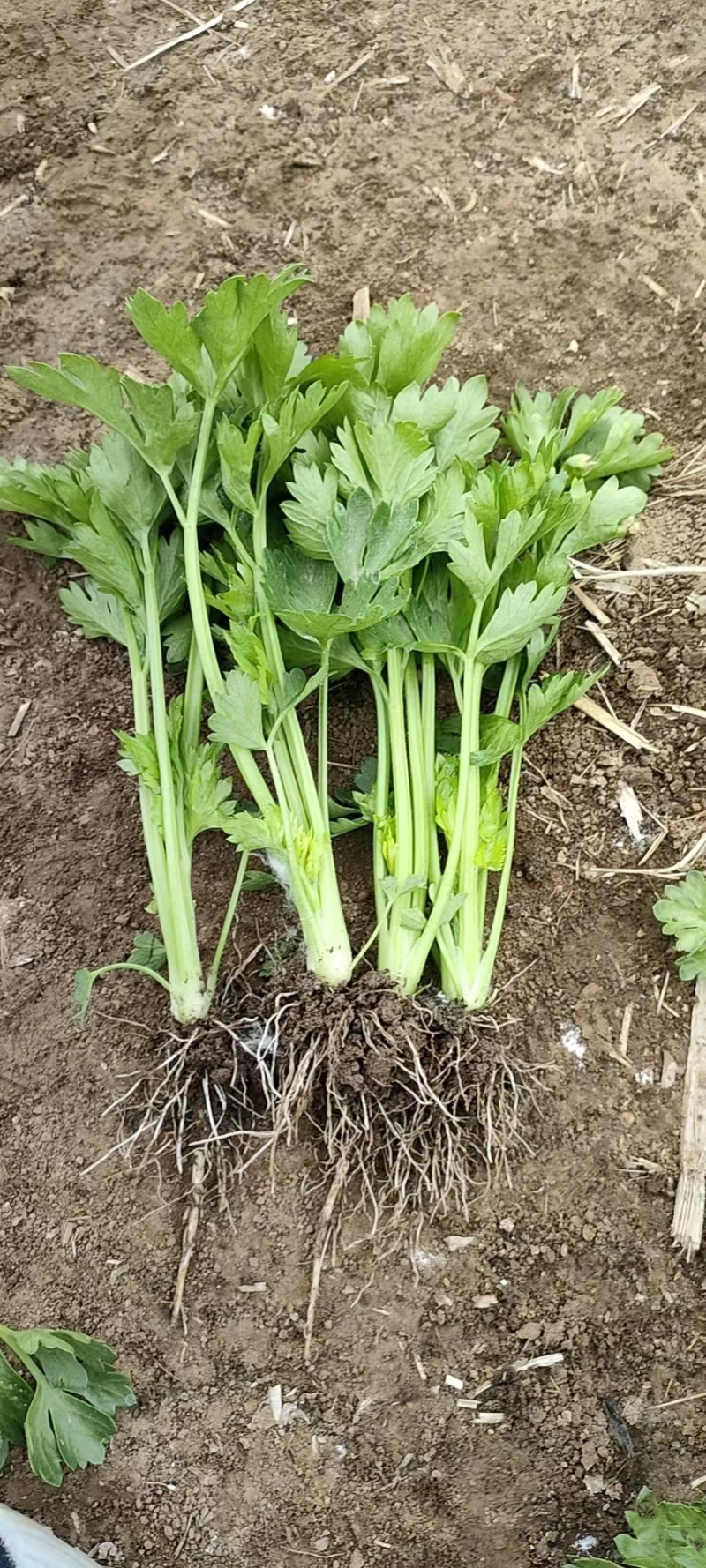 【精品】芹菜苗，品种多，价格低常年供一手货源保成活率