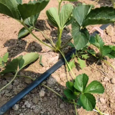 草莓苗组培脱毒原原种苗繁育生产苗可以参观指导