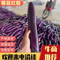 [推荐货源]精品紫红茄一手货源档口直发