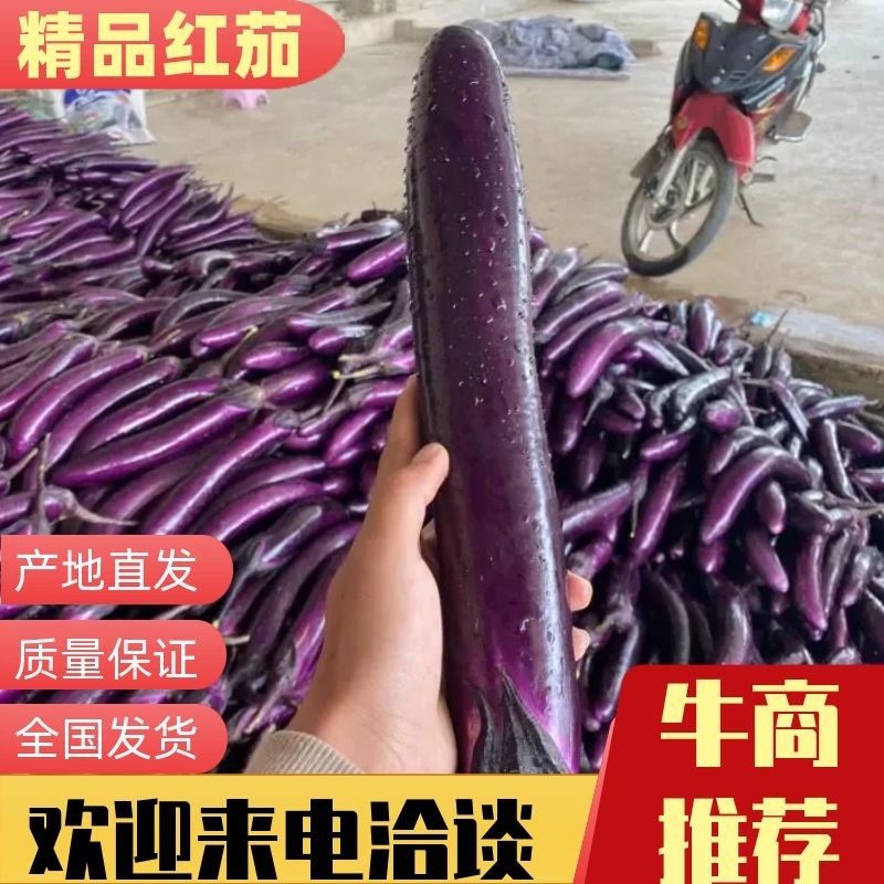 [推荐货源]精品紫红茄一手货源档口直发