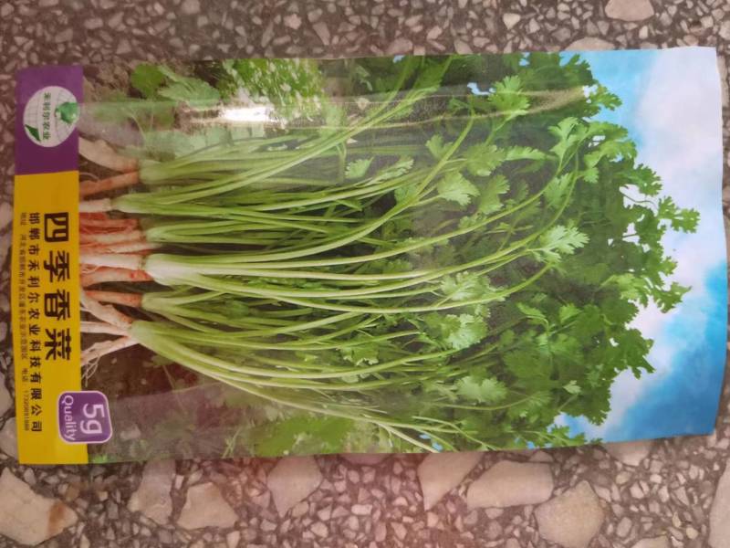 四季叶菜香菜种子耐寒耐热老品种早熟芫荽味道浓郁