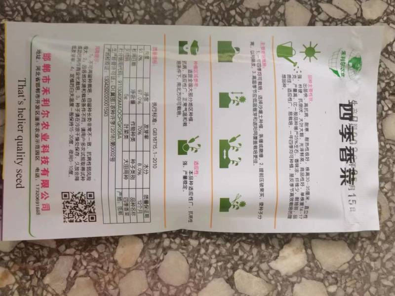四季叶菜香菜种子耐寒耐热老品种早熟芫荽味道浓郁