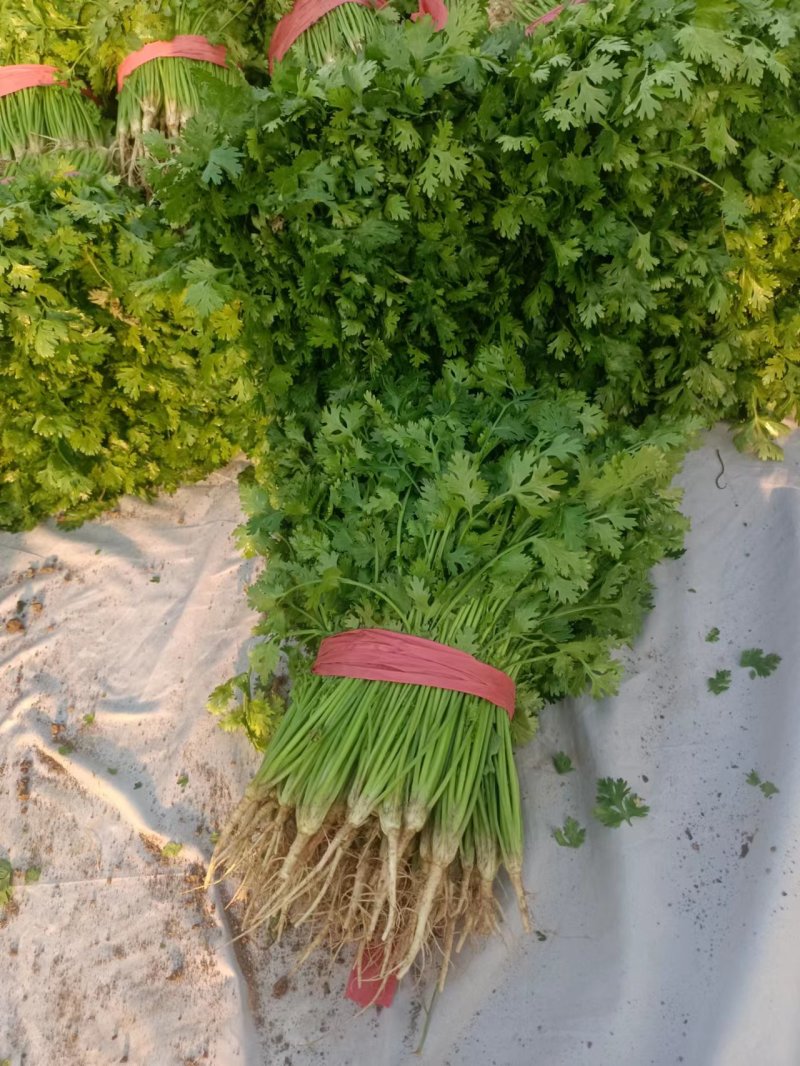 精品香菜，现货供应，全年有货量大从优，欢迎采购