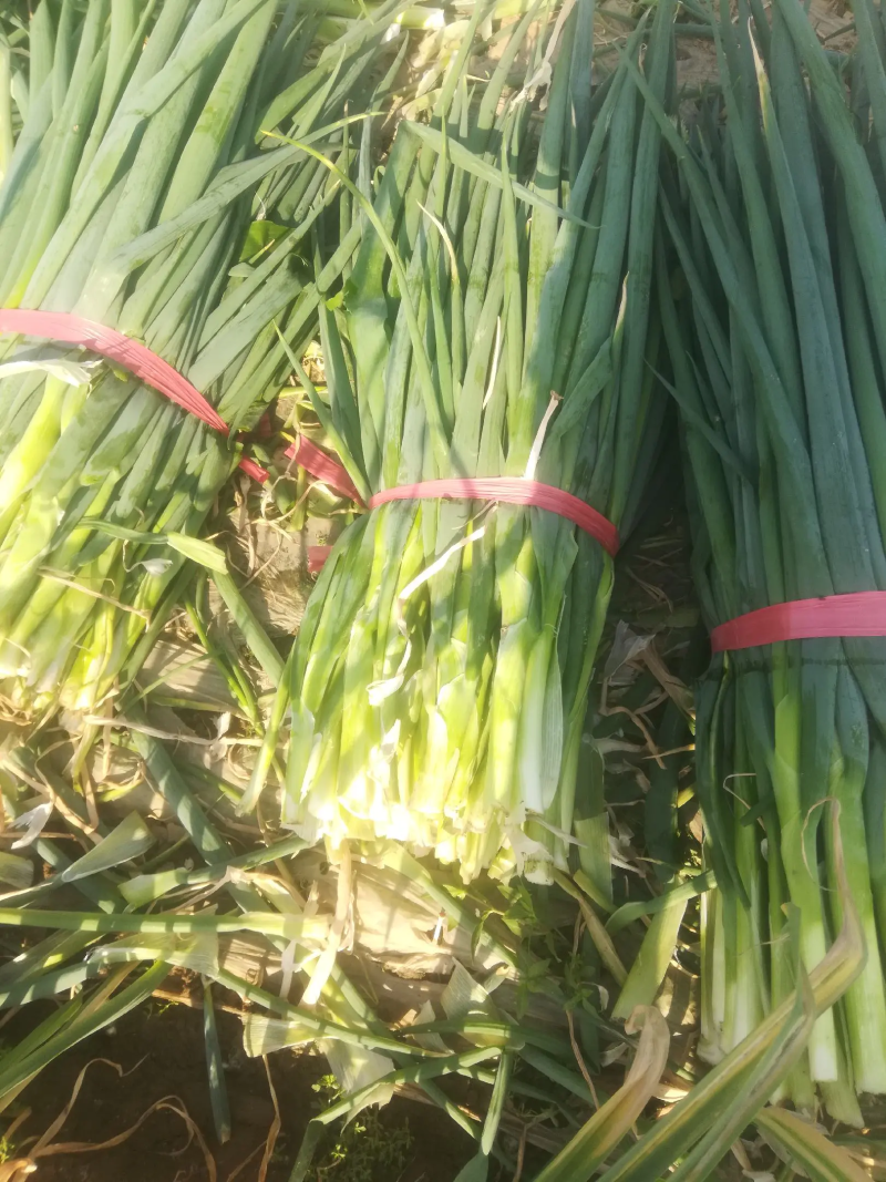 【精品】泰安脱水大葱出售，产地直供，质量保证，全国发货