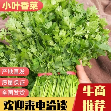 泰安岱岳区范镇香菜持续供应