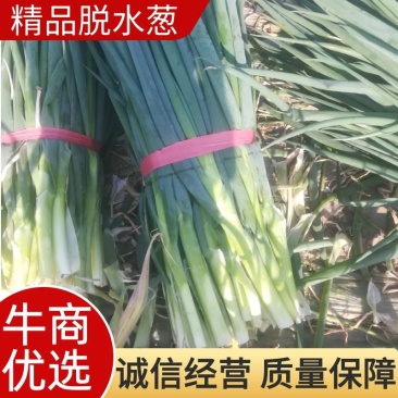 【精品】泰安脱水大葱出售,产地直供,质量保证,全国发货