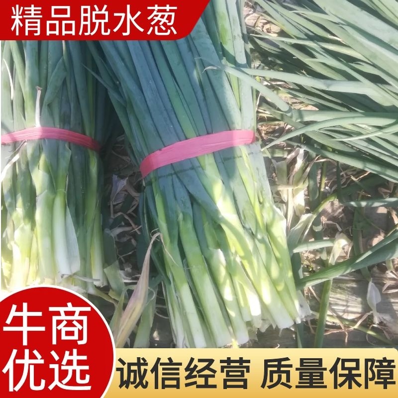【精品】泰安脱水大葱出售，产地直供，质量保证，全国发货