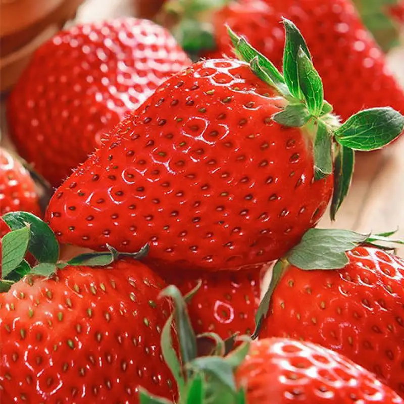 【产地直发】安徽阜阳新鲜奶油草莓当季现摘精选草莓全国批发