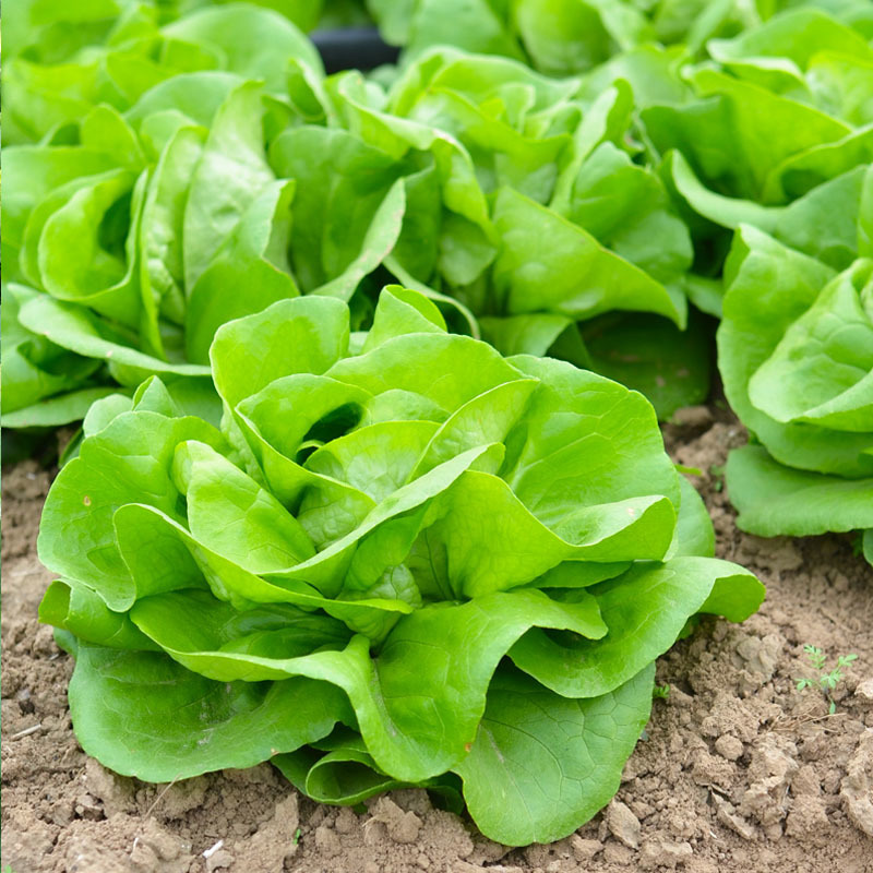 奶油生菜种子圆叶凉拌沙拉炒食耐热耐寒四季蔬菜种子