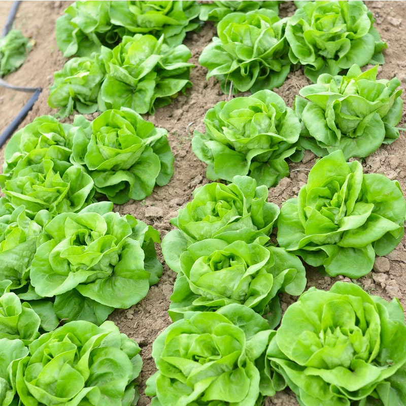 奶油生菜种子圆叶凉拌沙拉炒食耐热耐寒四季蔬菜种子