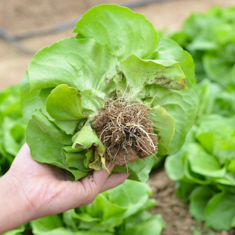 奶油生菜种子圆叶凉拌沙拉炒食耐热耐寒四季蔬菜种子