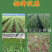 大蒜播种机农用大蒜种植机器拖拉悬挂多行精播大蒜机种蒜机厂