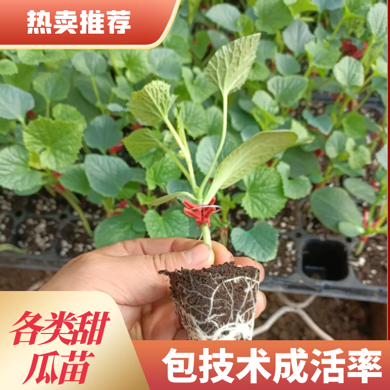 甜瓜苗香瓜苗黄瓜苗博洋61.博洋9绿宝，花蕾，玉菇，瑞红