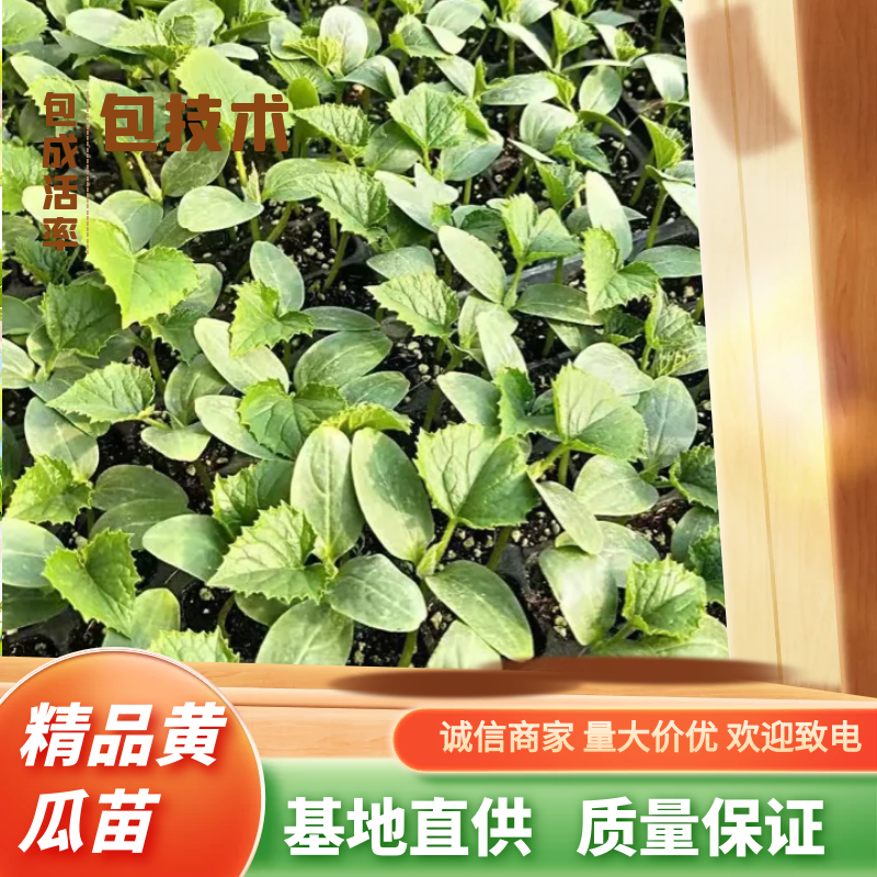 优质黄瓜苗，免费技术指导，长期供应黄瓜苗.嫁接.插接直播