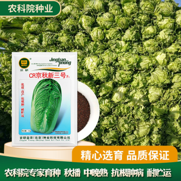 CR京秋新三号白菜种子秋播中晚熟抗根肿病大白菜种子农科院