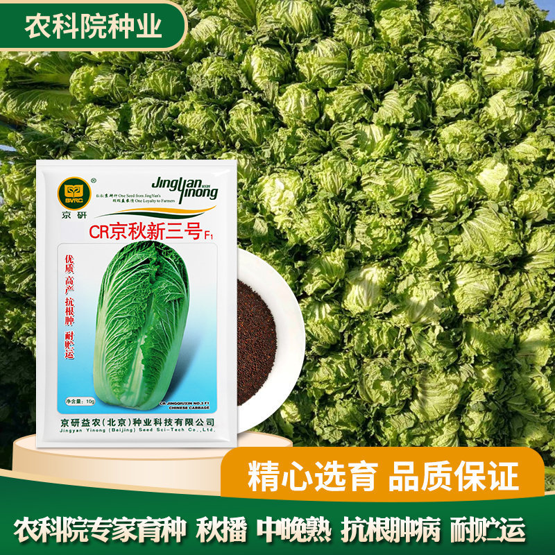 CR京秋新三号白菜种子秋播中晚熟抗根肿病大白菜种子农科院