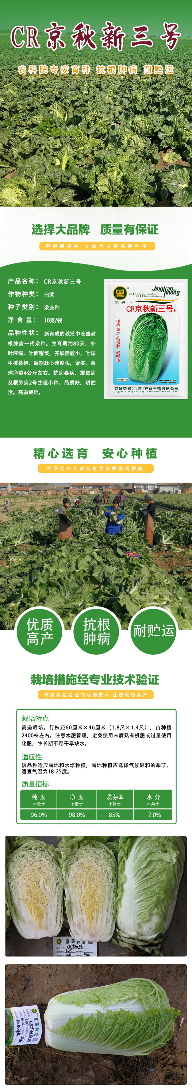 CR京秋新三号白菜种子秋播中晚熟抗根肿病大白菜种子农科院