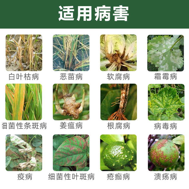 氯溴异氰尿酸50%溃疡病穿孔病青枯病流胶病根腐病杀菌剂