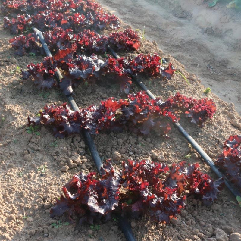 红宝石紫叶生菜种子红生菜种籽早熟抗病强基地