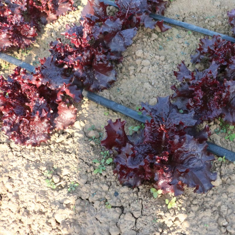 红宝石紫叶生菜种子红生菜种籽早熟抗病强基地