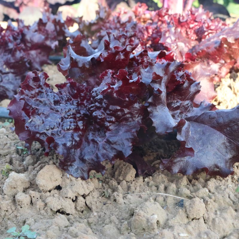 红宝石紫叶生菜种子红生菜种籽早熟抗病强基地