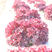 红宝石紫叶生菜种子红生菜种籽早熟抗病强基地