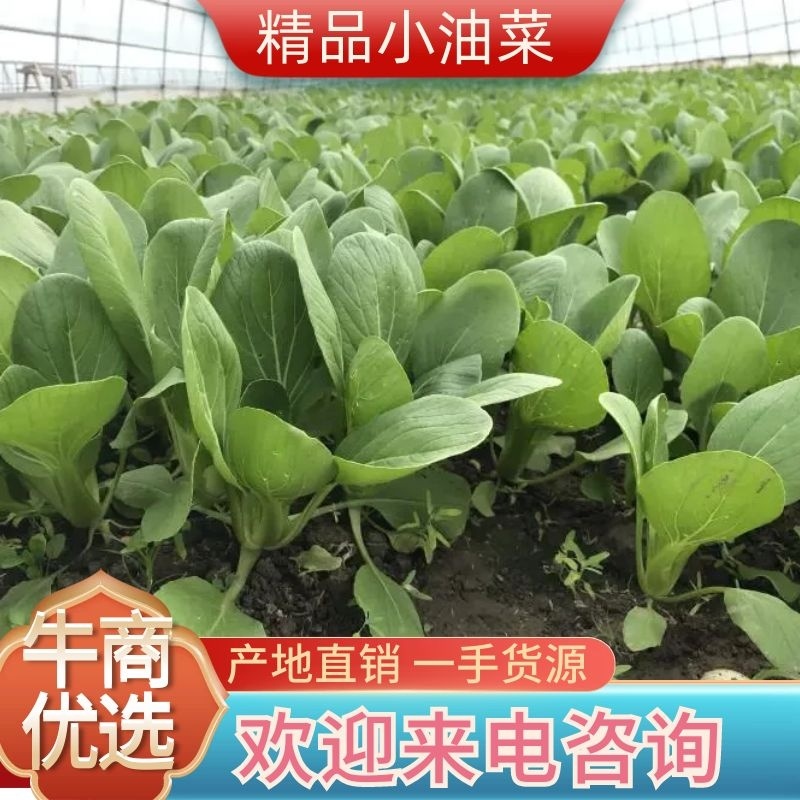 江苏南通精品青菜小油菜产地直发一手货源可视频看货