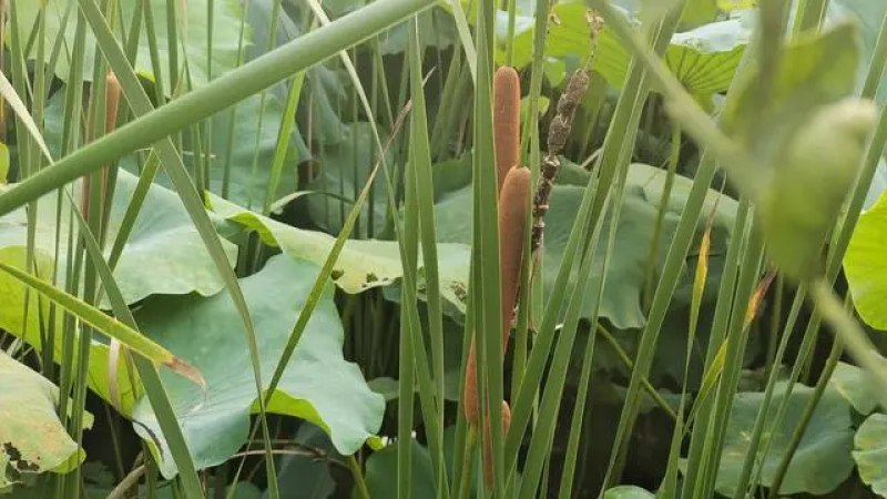 荻大量供应产地直供适应性强保质保量