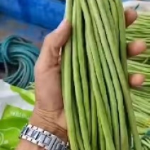精品长豆角，无筋豆一手货源视频看货品质保证以质论价