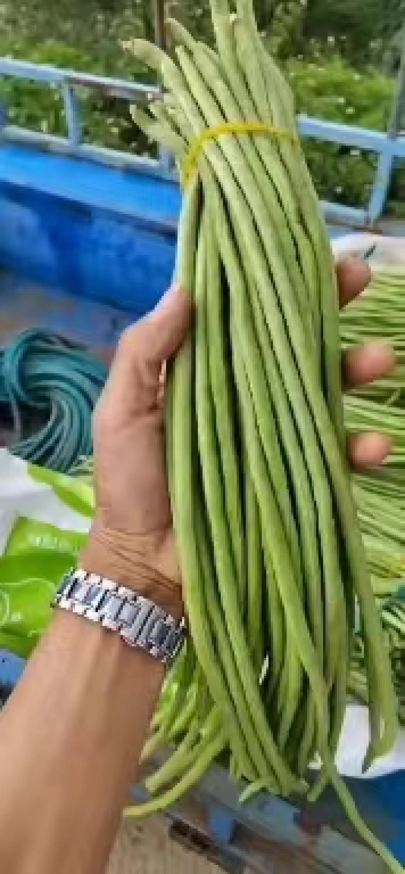 精品长豆角，无筋豆一手货源视频看货品质保证以质论价
