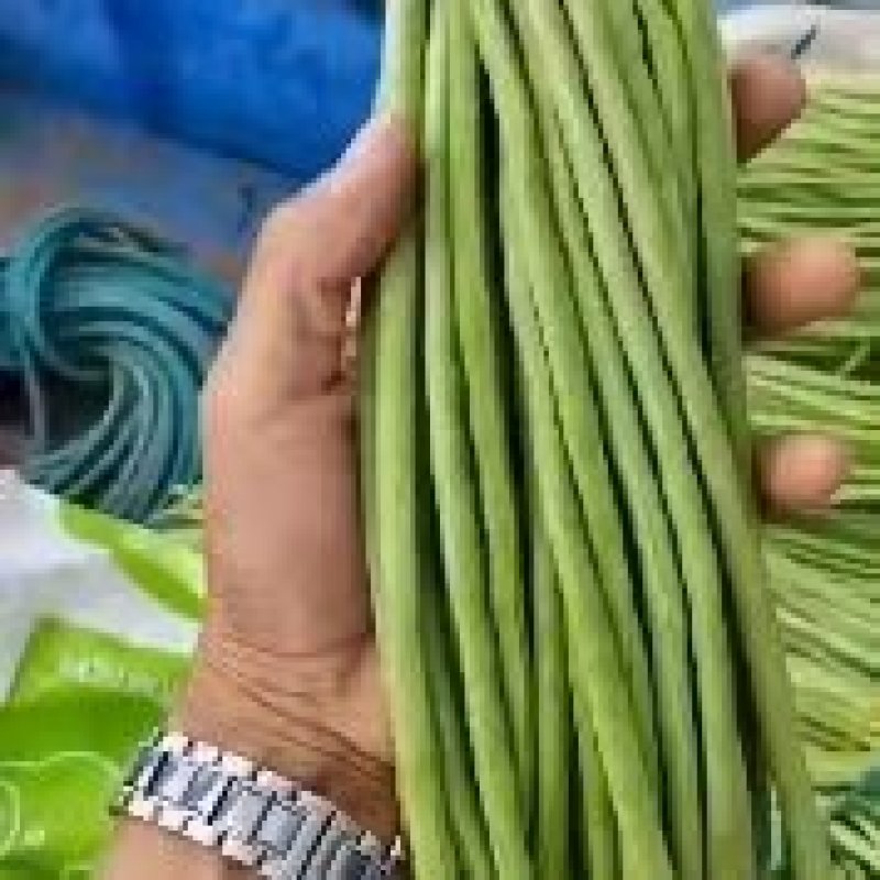 精品长豆角，无筋豆一手货源视频看货品质保证以质论价