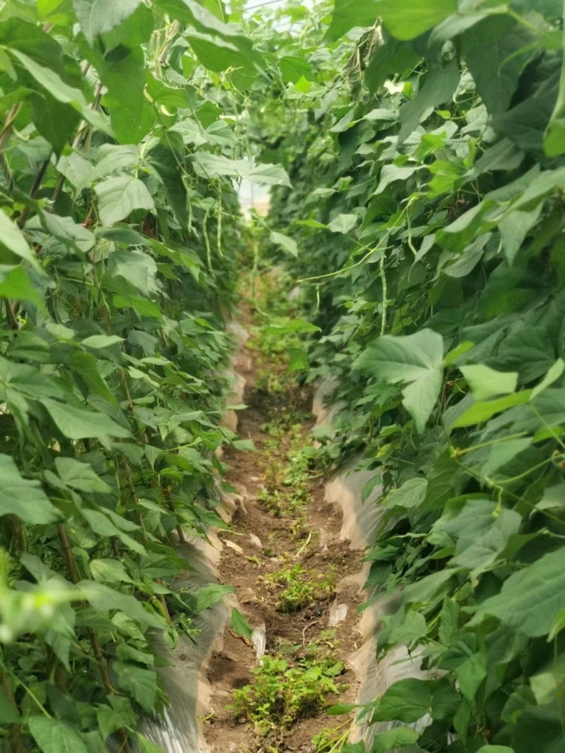 精品长豆角，无筋豆一手货源视频看货品质保证以质论价